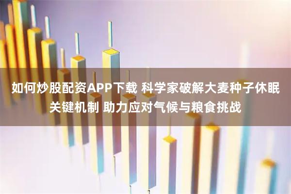 如何炒股配资APP下载 科学家破解大麦种子休眠关键机制 助力应对气候与粮食挑战